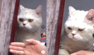 Hendak Ngintip Keluar Namun Dilarang, Kucing Ini Marah Hebat