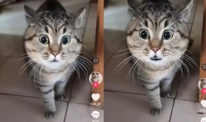 Ekspresi Kucing Marah Ini Bak Doraemon Saat Disebut Rakun