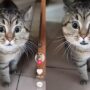 Kucing Marah