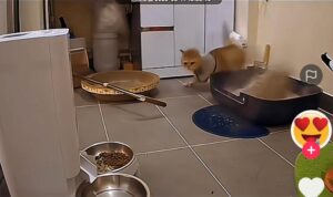 Hanya Karena Kaget, Kucing-kucing Ini Hancurkan Seisi Rumah