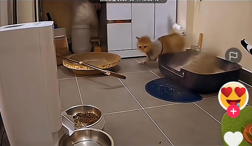 Kucing Lucu