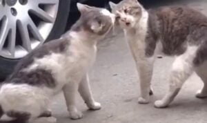 Dua Kucing Ini Saling Adu Mulut, Diduga Ketahuan Selingkuh