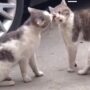 Kucing Bertengkar