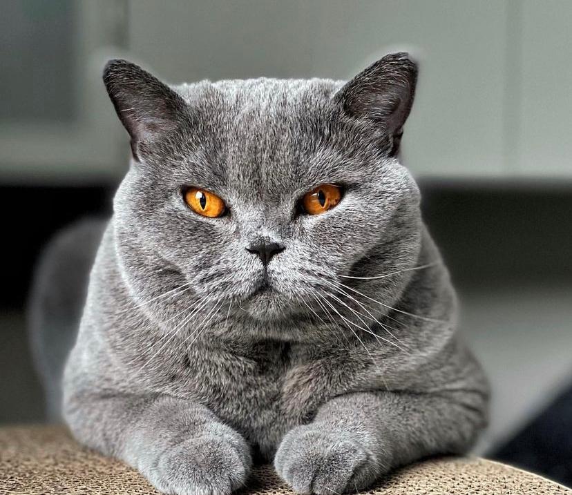 Cara Mengatasi Kucing Nakal, Ketahui Penyebabnya