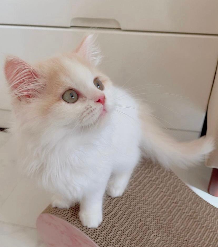 Kucing Bengal Mix Kampung