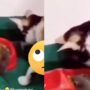 Kucing Kocak