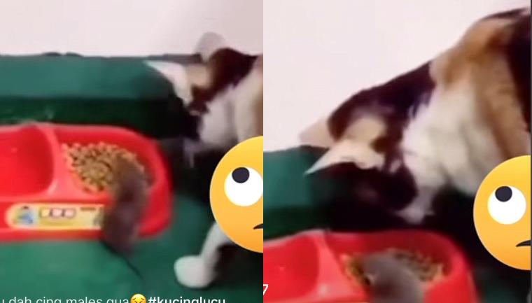 Kucing Kocak