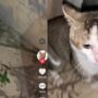 Kucing Lucu