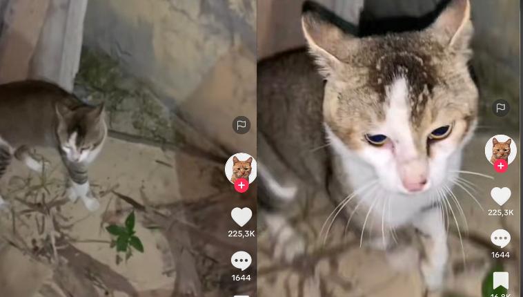 Kucing Lucu