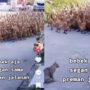 Kucing Pemberani