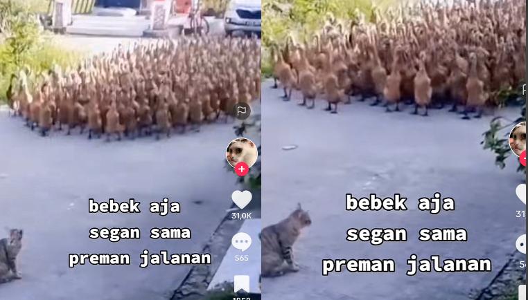 Kucing Pemberani