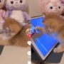 Kucing Lucu