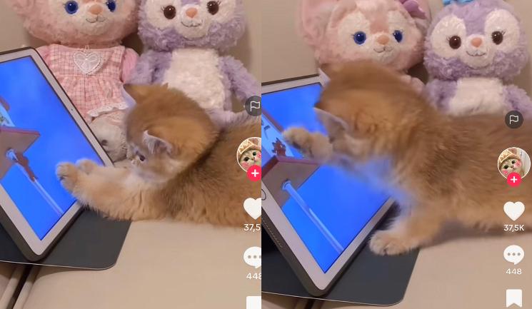 Kucing Lucu
