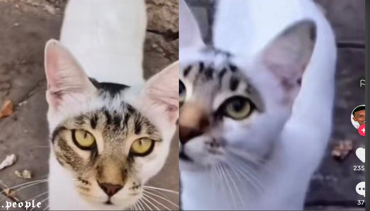 Kucing Lucu
