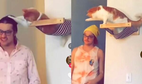 Kucing Ini Selalu Ambil Penutup Kepala Orang Lewat, Sopan Santun Telah Hilang