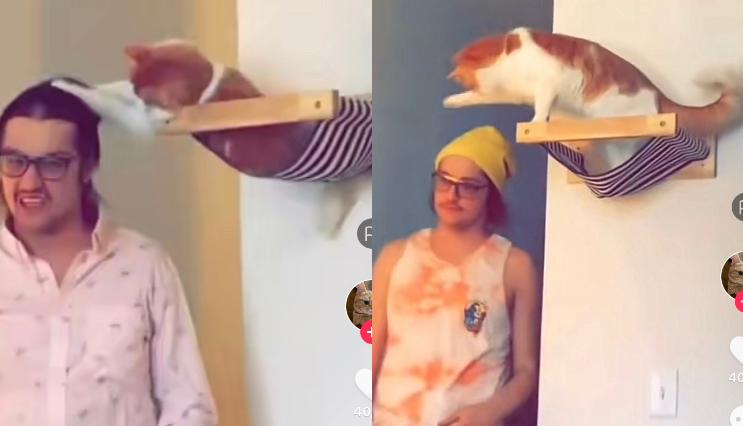 Kucing Kocak
