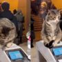 Kucing Lucu