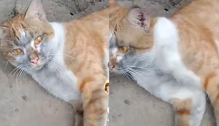 Kucing Lucu