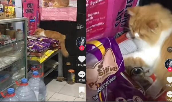 Bikin Rugi Pemiliknya, Kucing Ini Akhirnya Kena Marah