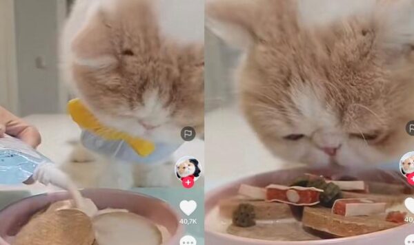 Jangan Ngiler, Kucing Ini Santap Makanan Mewah