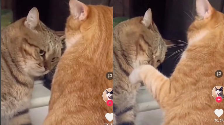 Kucing Lucu