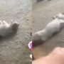 Kucing Kocak