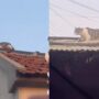 Kucing Lucu