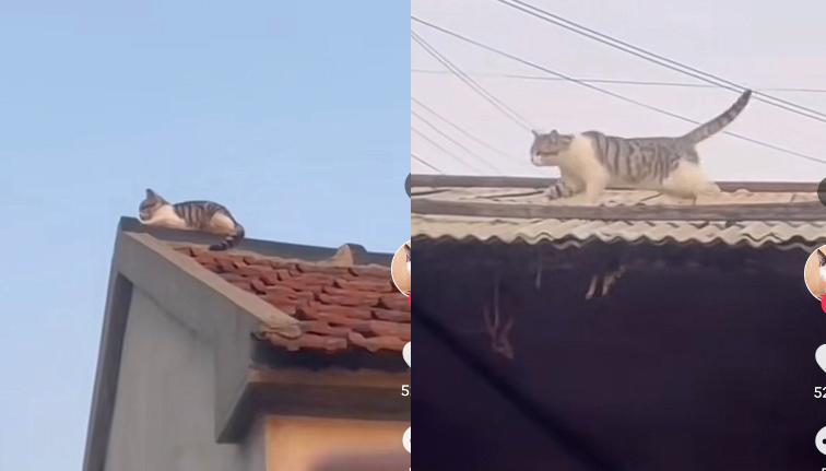 Kucing Lucu