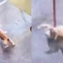 Kucing Kocak