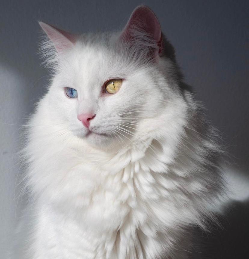 Bedanya Kucing Betina dan Jantan
