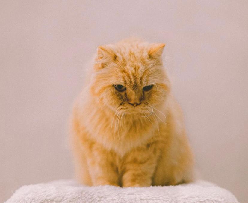 Tanda Kucing Tua Mau Mati dan Cara Perawatannya