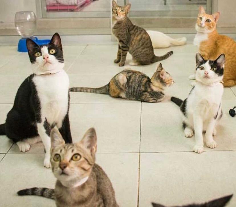 Ciri-ciri Kucing Kampung yang Bagus