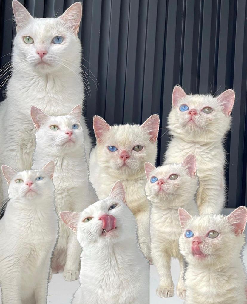 Mitos Kucing Putih Mata Biru