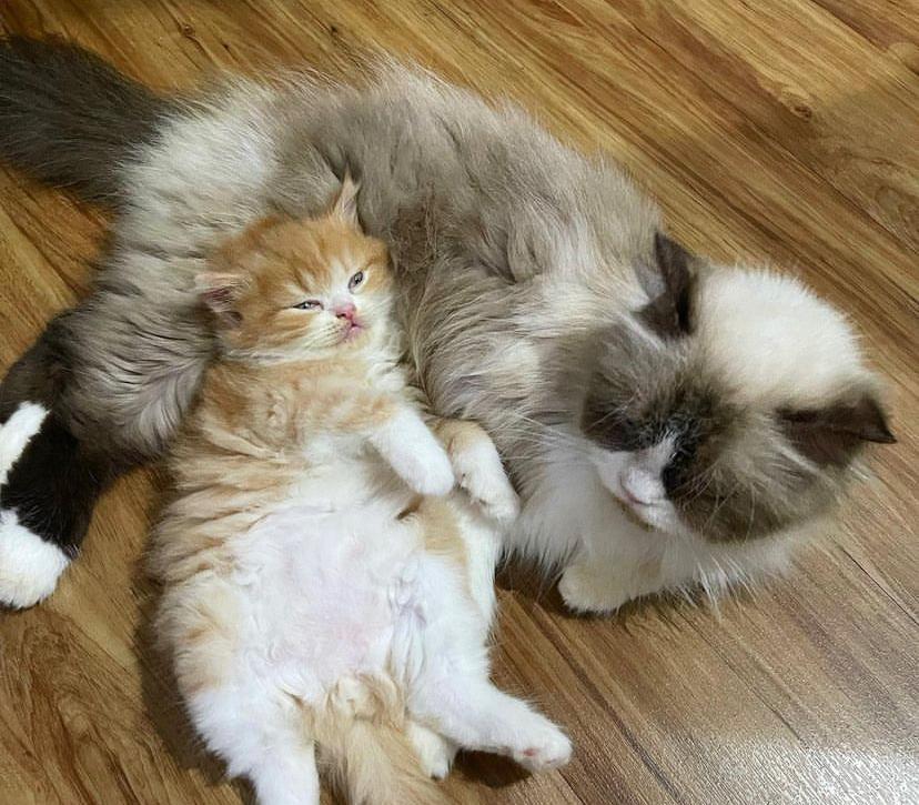 Rahasia Kucing Dalam Islam yang Wajib Diketahui