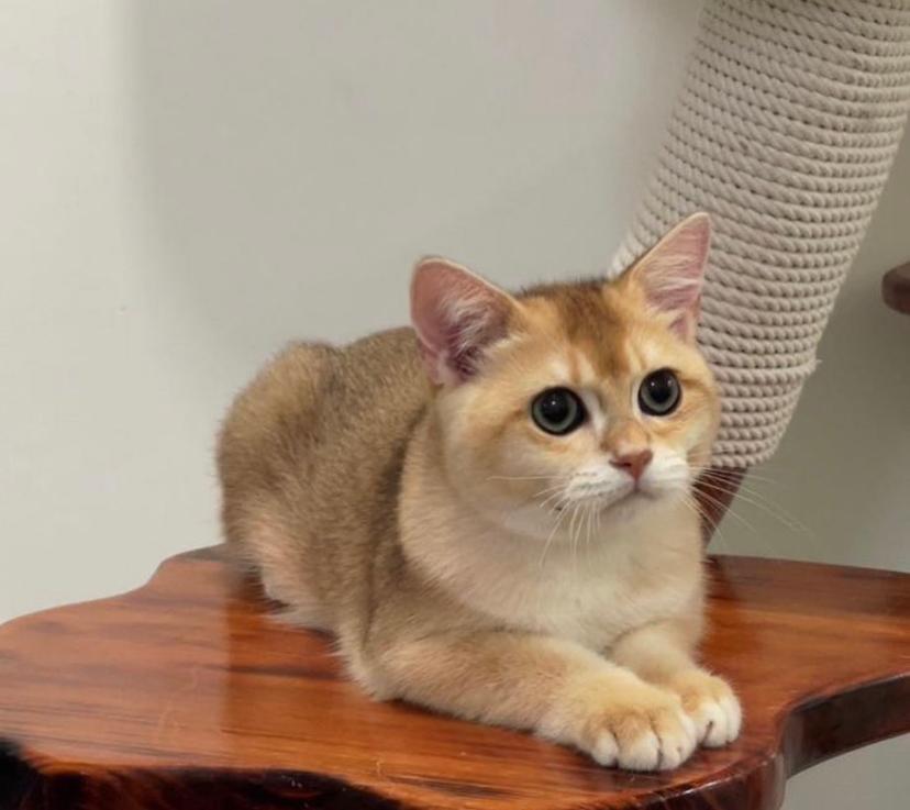 Fakta Kucing Kampung dan Ciri-Ciri yang Bagus