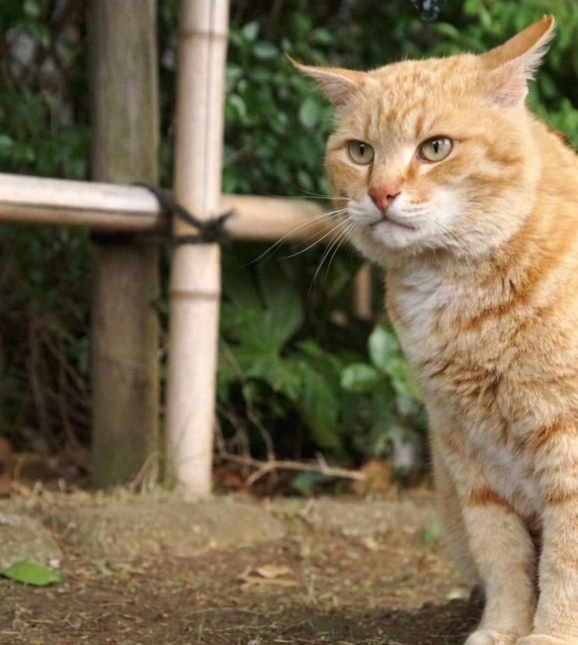 Apakah Kucing Mengerti Bahasa Manusia