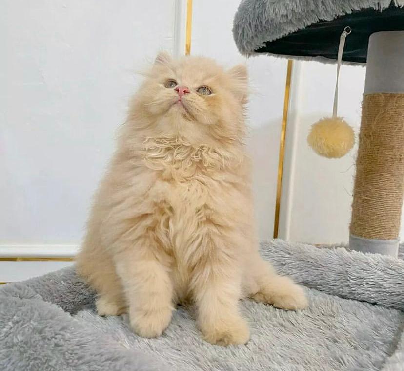 Alasan Australia Membunuh Banyak Kucing