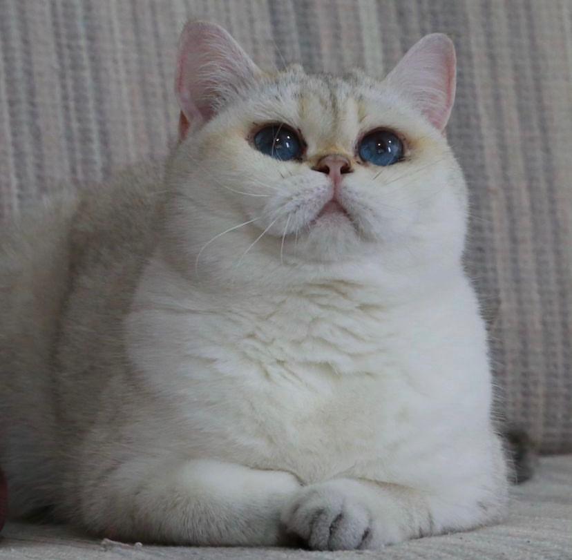 Cara Mengatasi Kucing Penakut