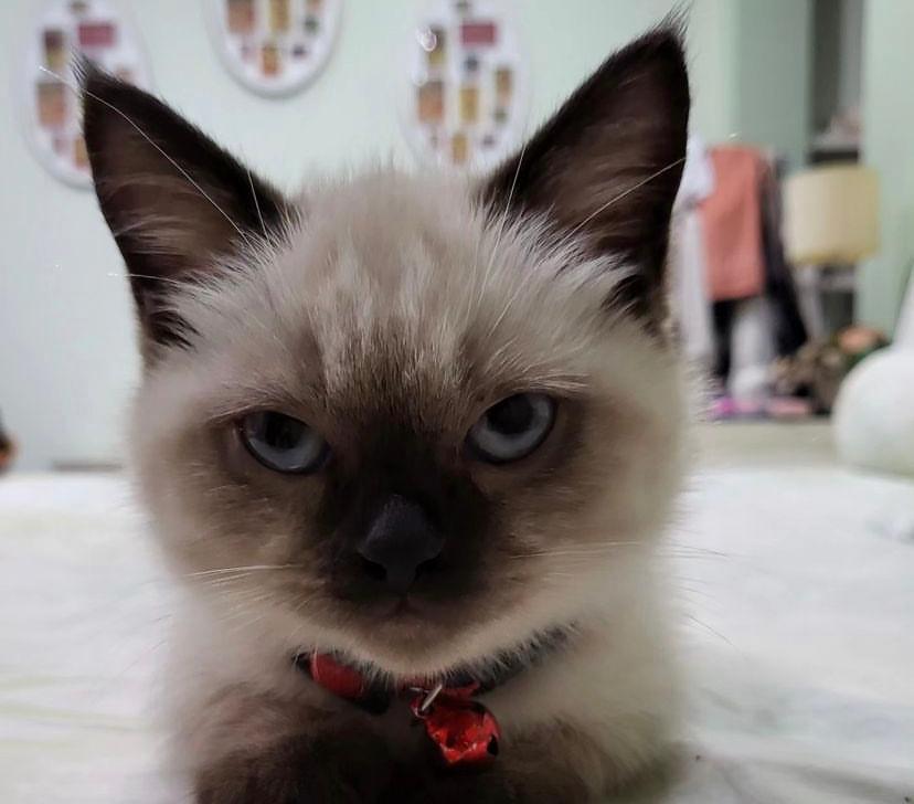Keajaiban Kucing Dalam Islam yang Jarang Diketahui