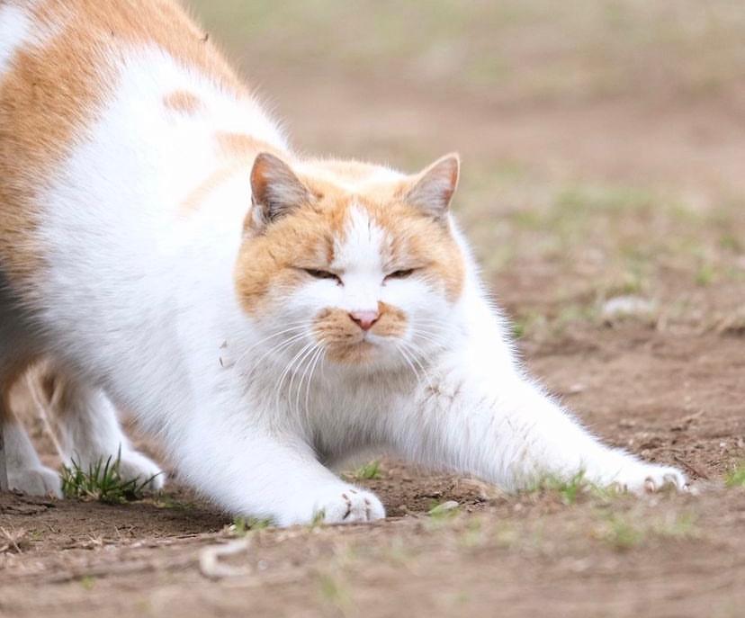 manfaat memelihara kucing menurut islam