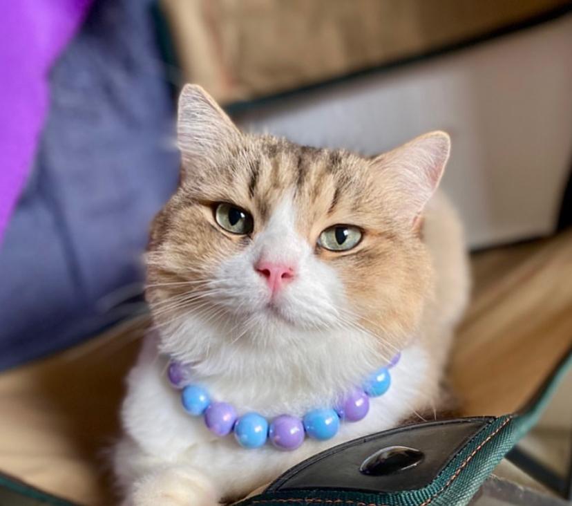 Kenapa Kucing Diciptakan? Ini Jawabannya