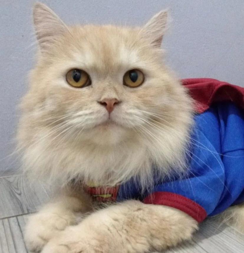 Kucing Termasuk Hewan Apa? Karnivora, Omnivora, atau Herbivora