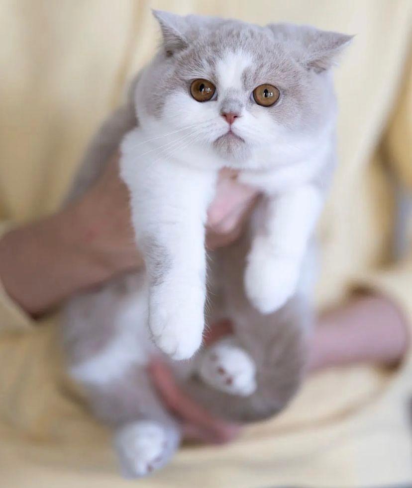 Hadis Nabi Tentang Kucing dan Kisahnya