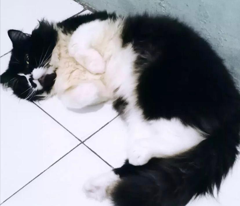 Tanda Kucing Keracunan