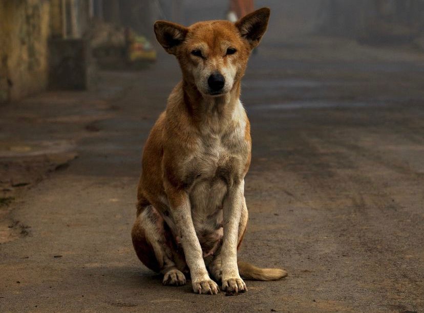 Rabies Adalah Penyakit yang Mematikan, Kenali Penyebabnya Sejak Dini