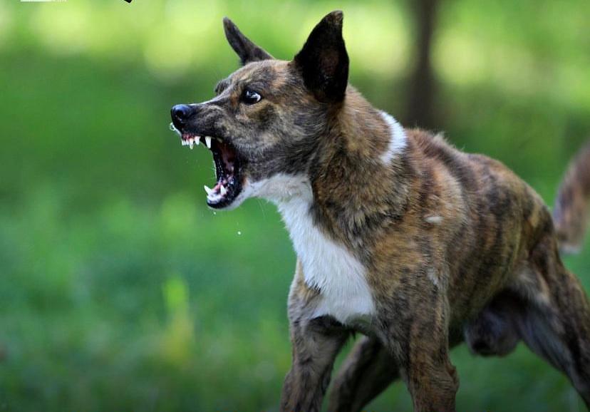 Anjing Rabies: Penyebab dan Cara Mengatasinya