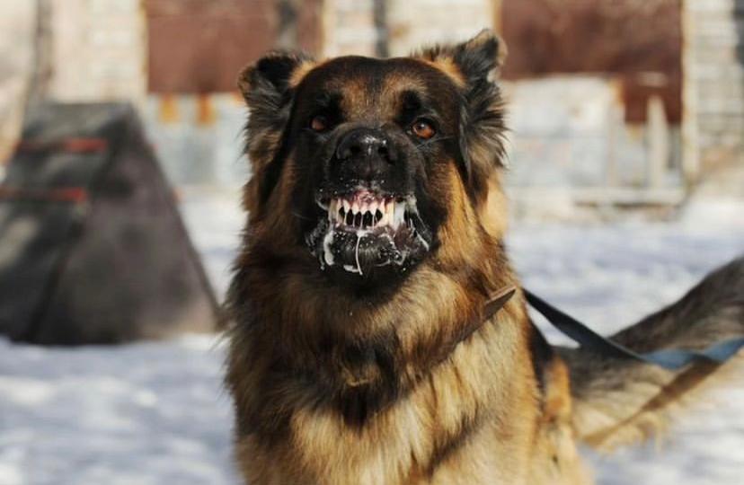 Rabies Pada Manusia Bisa Disembuhkan Dengan Cara Ini