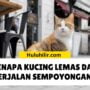 Kenapa Kucing Lemas dan Berjalan Sempoyongan?