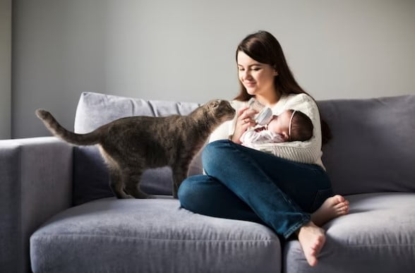 Apakah Kucing Boleh Dimandikan Setelah Melahirkan?
