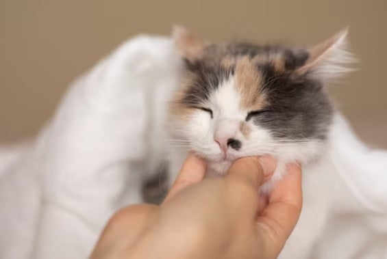 Apakah Kucing Boleh Dimandikan Setelah Melahirkan?